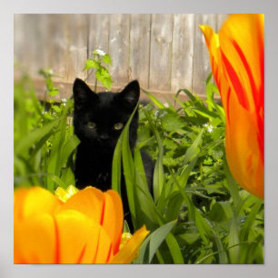 Small black kitten in the Tulip garden Poster