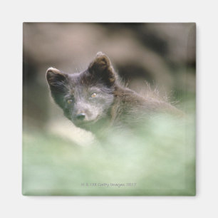 Small Black Wolf Magnet