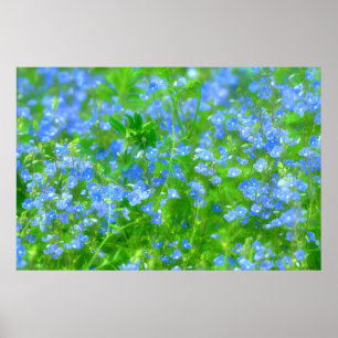 SMALL BLUE FLOWERS POSTER