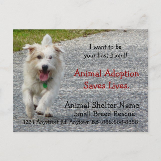 Small Breed Dog Rescue Handout Postcard (Front)