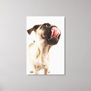 Small Breed of Dog with Short Muzzled Face Canvas Print