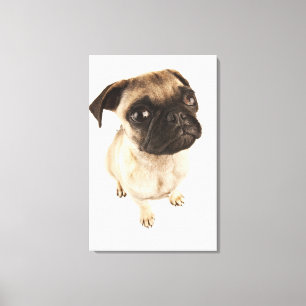 Small breed of dog with short muzzled face. canvas print