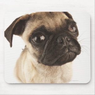 Small breed of dog with short muzzled face mouse pad