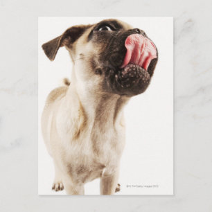 Small Breed of Dog with Short Muzzled Face Postcard