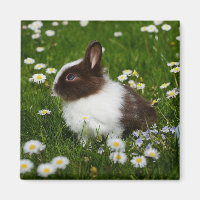 Small Brown and White Bunny in Flowers