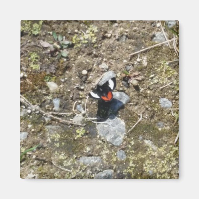 small butterfly magnet (Front)