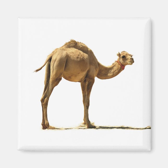 Small camel. magnet (Front)