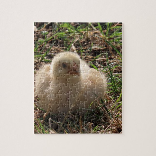 small chicken chick animal, farm jigsaw puzzle (Vertical)