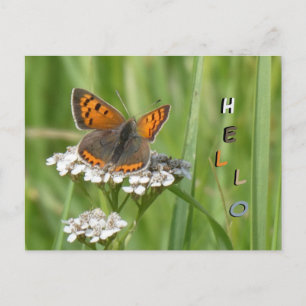 Small Copper Butterfly Cust. HELLO Postcard