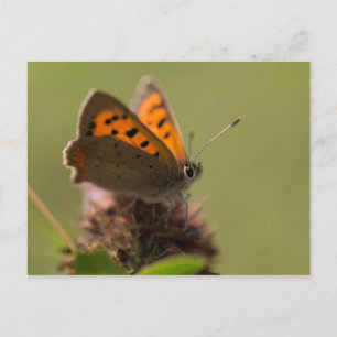 Small Copper Butterfly Postcard