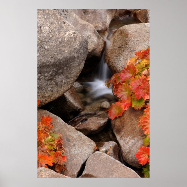 Small creek in autumn, California Poster (Front)