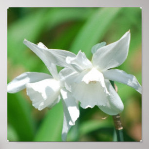 Small Cup Daffodils Poster