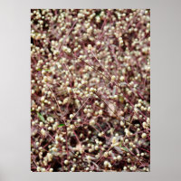 Small cute little ball shaped form wild white bush