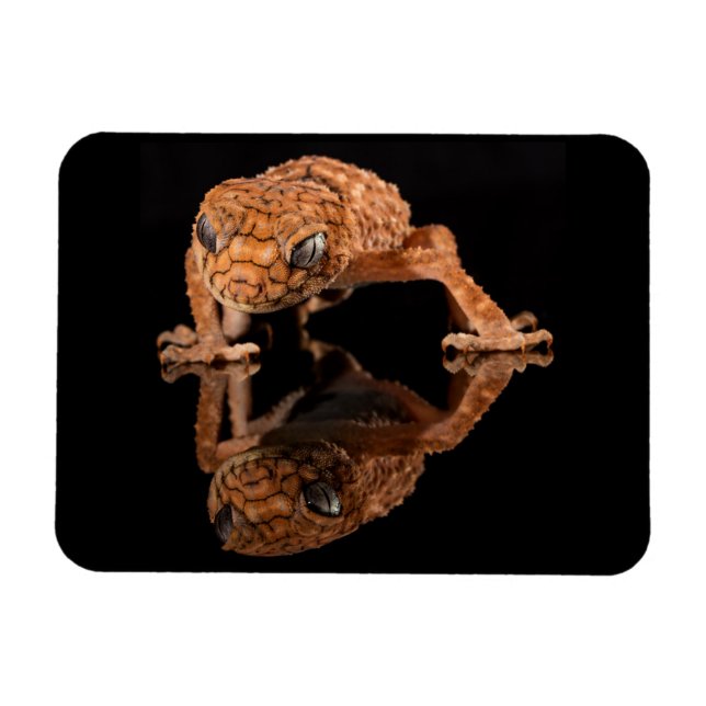 Small Cute Lizard Reptile with Reflection Magnet (Horizontal)