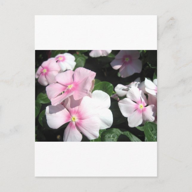 Small Flowers Postcard (Front)