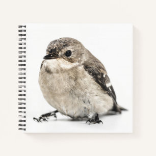 Small Garden Bird Photo Notebook