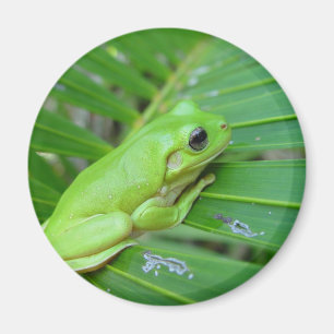 Small Green Frog Magnet