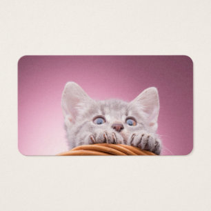 Small kitten