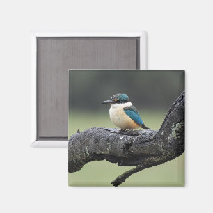 Small Kookaburra Bird Magnet