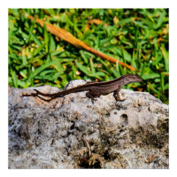 Small Lizard In The Sunlight