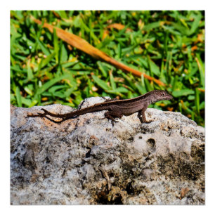 Small Lizard In The Sunlight Poster