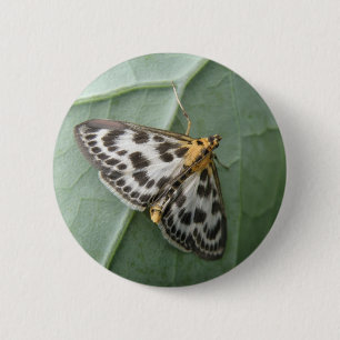Small Magpie Moth Button
