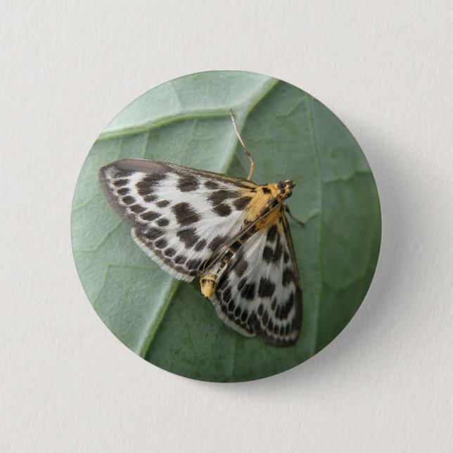 Small Magpie Moth Button (Front)