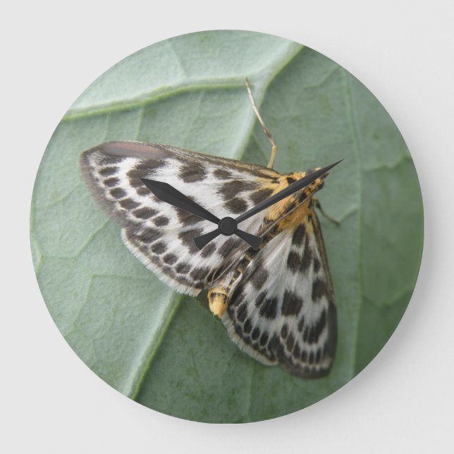 Small Magpie Moth Wall Clock (Front)