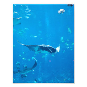 SMALL/MEDIUM SIZE Poster #Y020 on Photograph