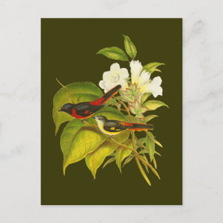 Small Minivet Postcard