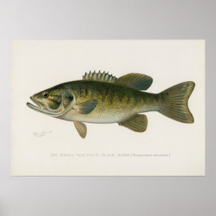 Small mouthed black bass fish vintage art poster