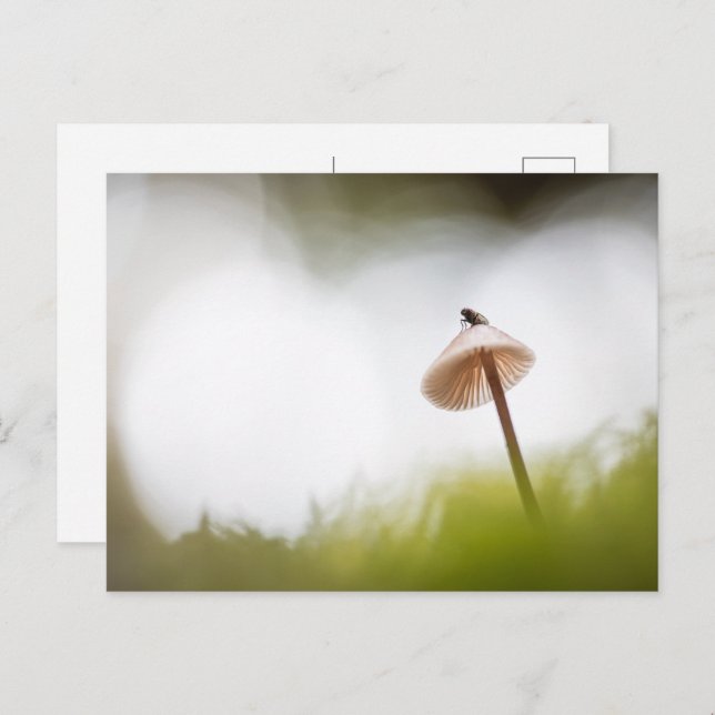 Small Mushroom Nature Photo Postcard (Front/Back)