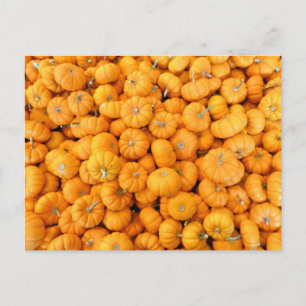 Small Orange Fall Harvest Pumpkins Postcard