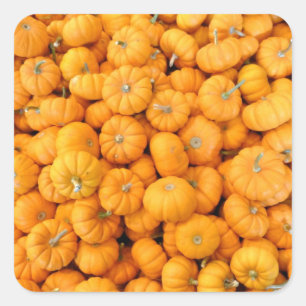 Small Orange Fall Harvest Pumpkins Square Sticker