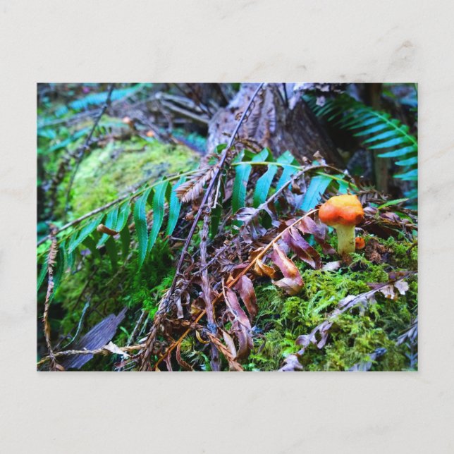Small Orange Wild Mushroom in the Forest Postcard (Front)