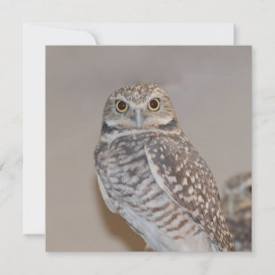 Small Owl