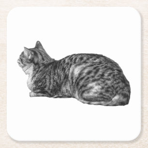 Small Pause, Tabby Poise Square Paper Coaster