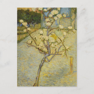 Small pear tree in blossom Postcard