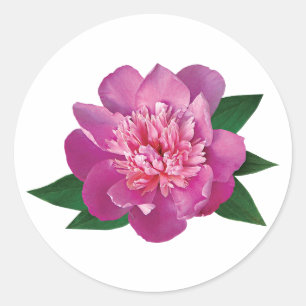 Small Pink Peony Classic Round Sticker