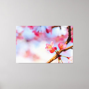Small Pink Sakura Beauties In Springtime Canvas Print