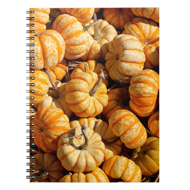 small pumpkins in stack notebook (Front)