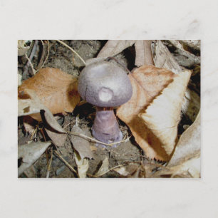 Small Purple Mushroom Postcard