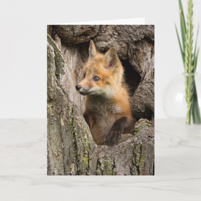 Small Red Fox in a Tree  Hollow Card (Front)