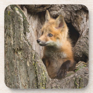 Small Red Fox in a Tree  Hollow Coaster