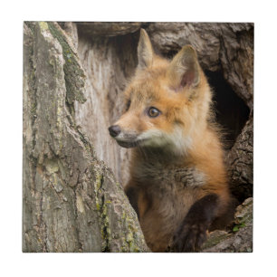 Small Red Fox in a Tree  Hollow Tile