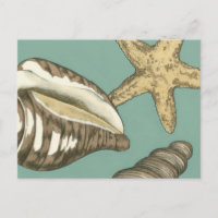 Small Shell Trio on Teal