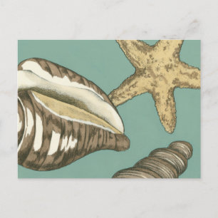 Small Shell Trio on Teal Postcard