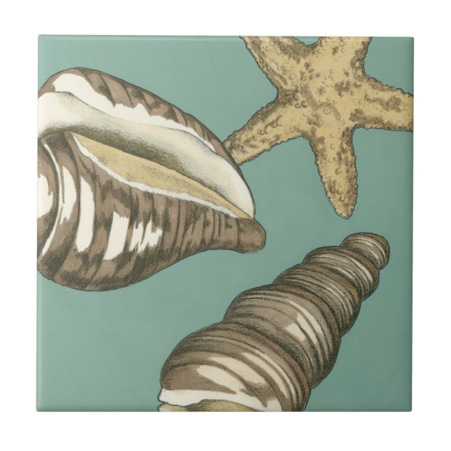 Small Shell Trio on Teal Tile (Front)