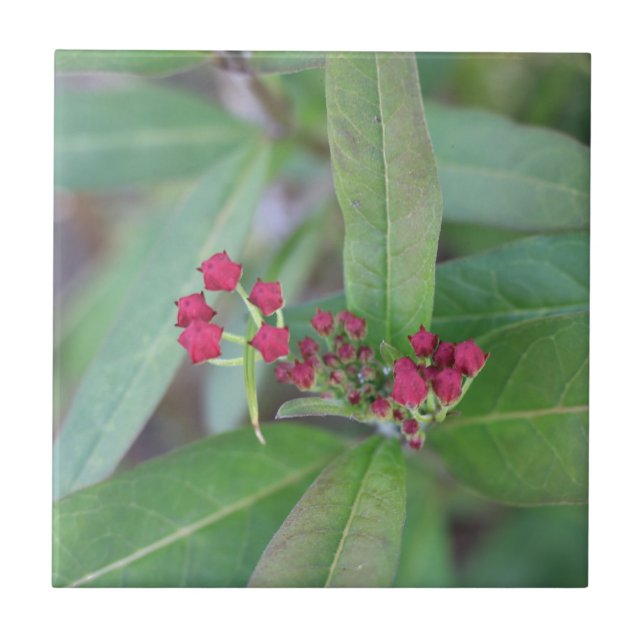 Small Spring Blooms Tile (Front)