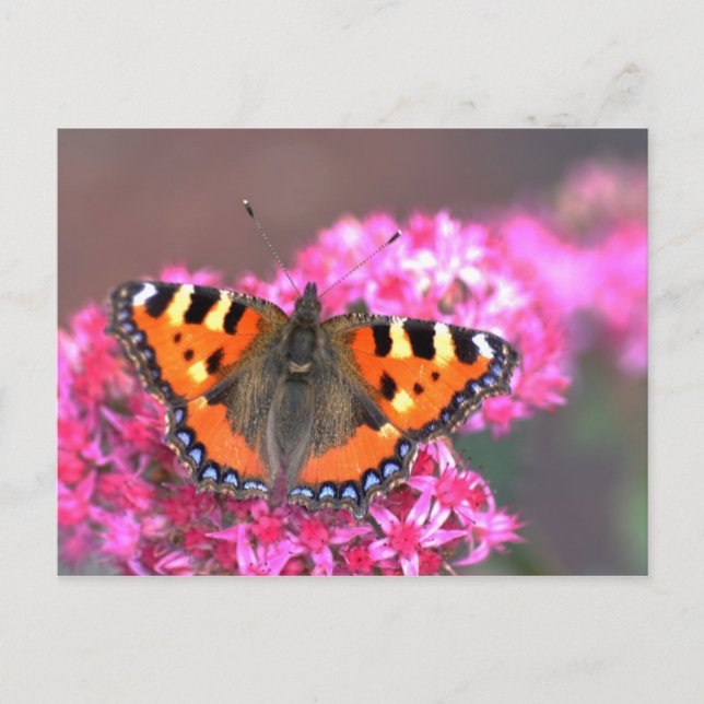 Small tortoiseshell butterfly postcard (Front)